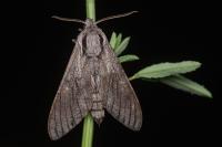 Hyloicus pinastri/maurorum