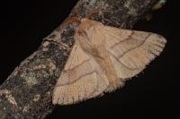 Malacosoma neustria