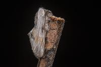 Harpyia milhauseri