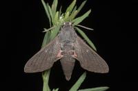Hyles vespertilio
