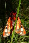 Arctia villica