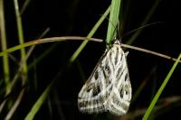 Loxostege aeruginalis