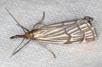 Chrysocramboides craterellus