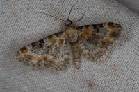 Eupithecia pulchellata