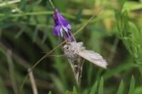 Autographa gamma