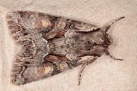 Lacanobia w-latinum