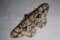 Peribatodes umbraria umbraria