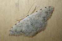 Scopula submutata roseonitens
