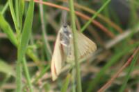 Minoa murinata