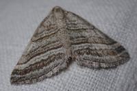 Scotopteryx coarctaria