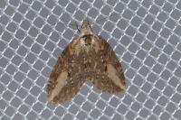 Chesias isabella