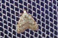 Nola confusalis