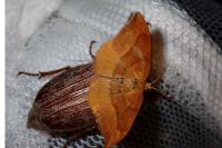 Watsonalla cultraria