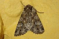 Pachetra sagittigera
