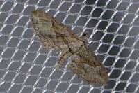 Eupithecia oxycedrata