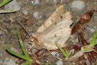 Odontopera bidentata