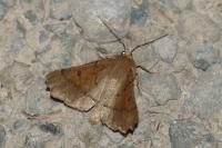 Odontopera bidentata