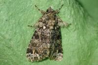 Callopistria latreillei