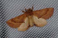 Ptilodon capucina