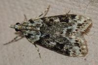 Eudonia delunella
