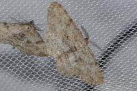 Hypomecis punctinalis