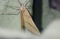 Aspitates ochrearia