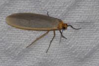 Eilema caniola