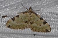 Colostygia pectinataria