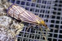 Chrysocramboides craterellus