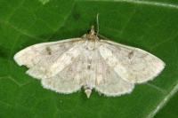 Anania perlucidalis
