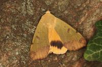 Ophiusa tirhaca