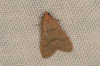 Bostra obsoletalis