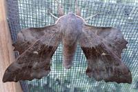Laothoe populi