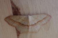 Scopula imitaria