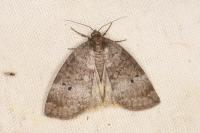 Ochropacha duplaris