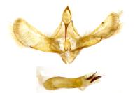 Scoparia basistrigalis