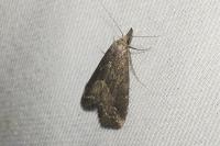 Schrankia costaestrigalis