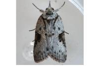 Nycteola