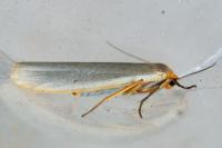 Eilema