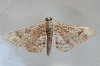 Gymnoscelis rufifasciata