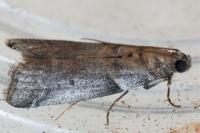 Acrobasis