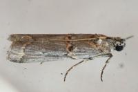 Pempelia