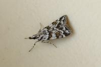 Scoparia