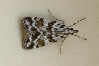 Scoparia