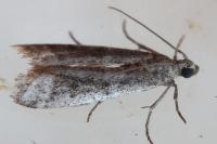 Phycitodes
