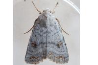Caradrina proxima