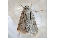 Acronicta psi/tridens