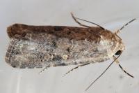 Spodoptera exigua