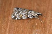 Scoparia