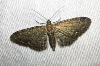 Eupithecia vulgata